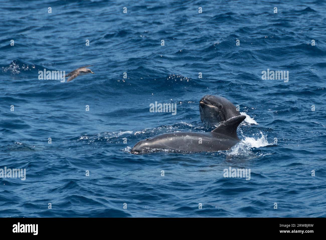 Delfini a la Palma, isole Canarie Foto Stock