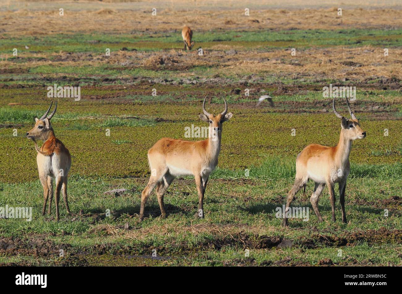 I lechwe rossi sono originari dell'Africa meridionale e vivono e si nutrono in zone umide poco profonde e paludose. Foto Stock