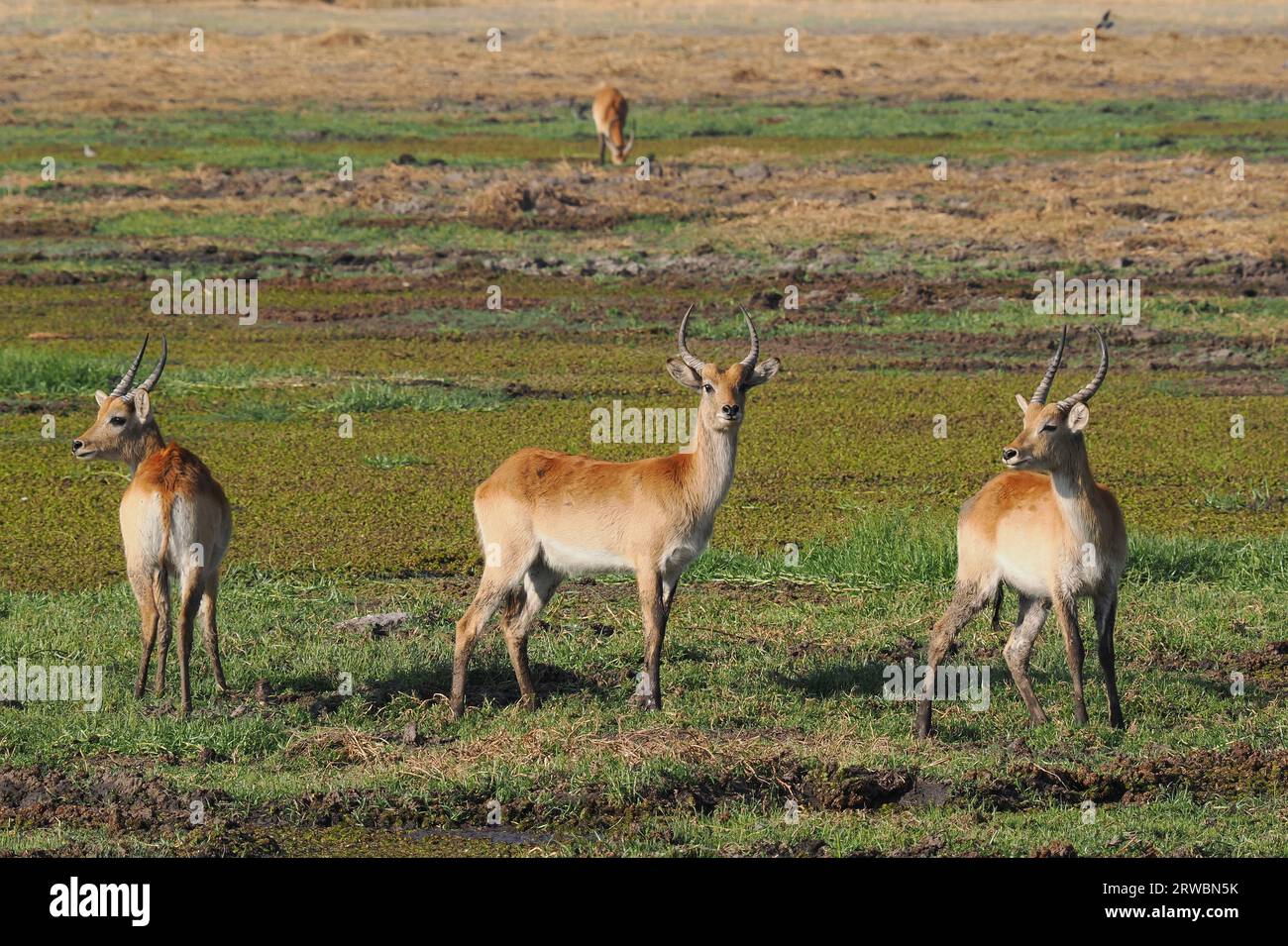 I lechwe rossi sono originari dell'Africa meridionale e vivono e si nutrono in zone umide poco profonde e paludose. Foto Stock
