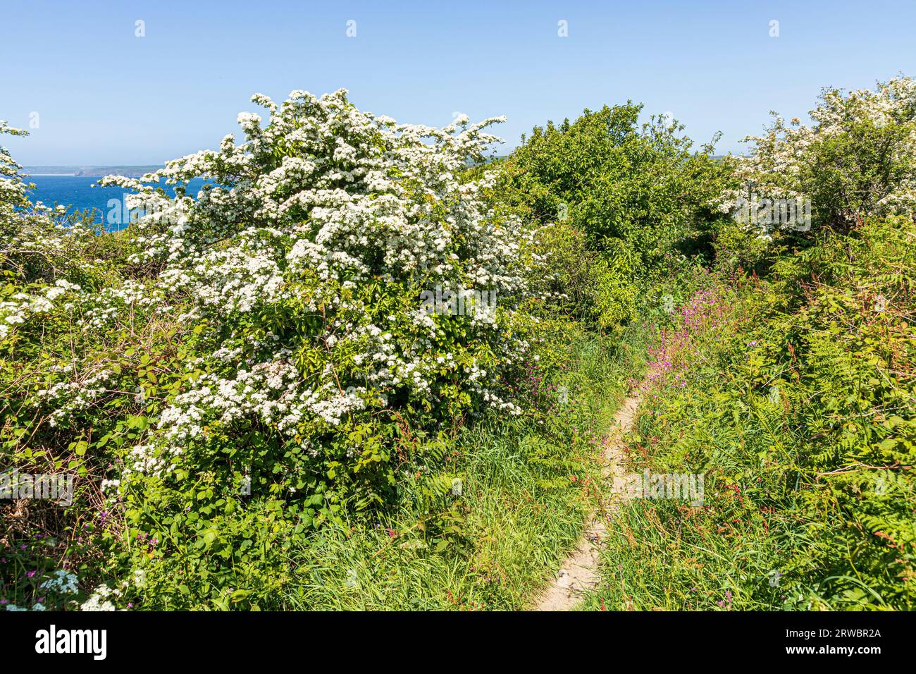 Hawthorn (Crataegus monogyna) in piena fioritura a maggio sul Wales Coast Path e sul Pembrokeshire Coast Path a Little Haven nel Pembrokeshire Co Foto Stock