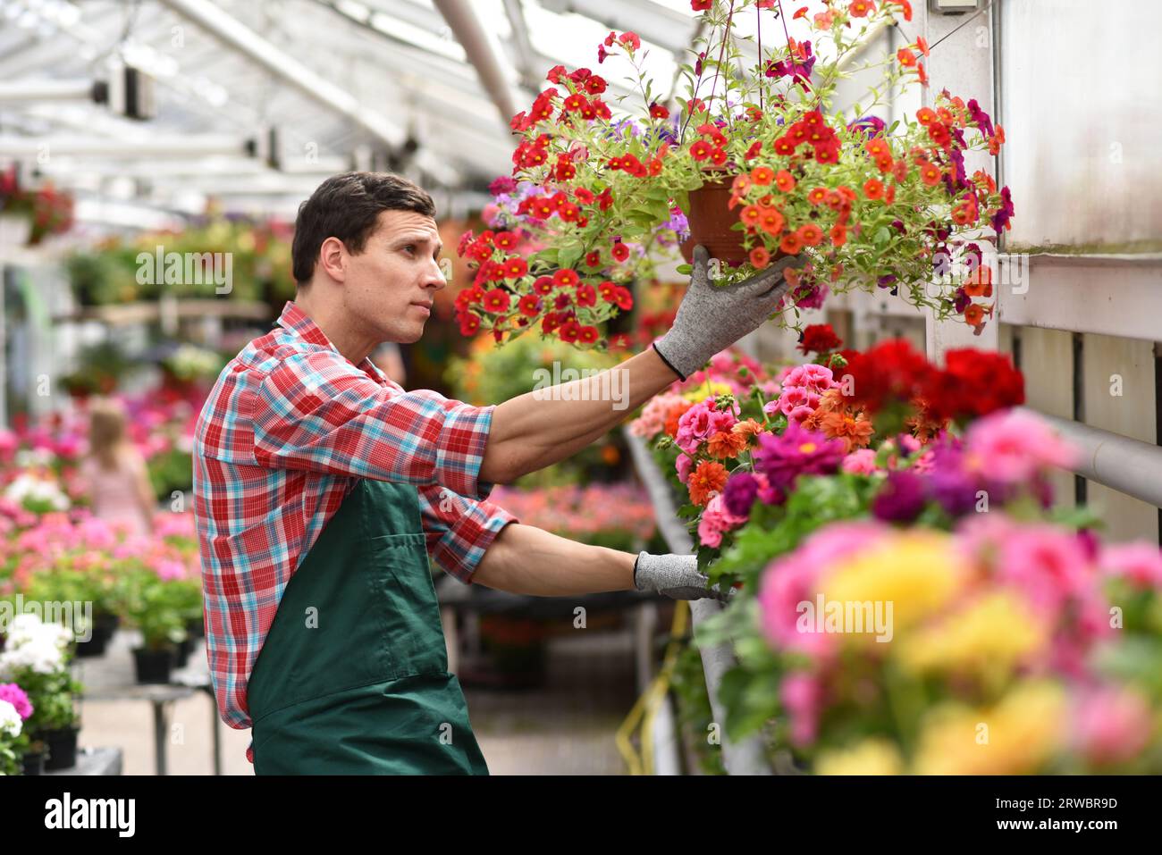 Il giardiniere lavora in una serra in un negozio di fiori - foto di primo piano Foto Stock