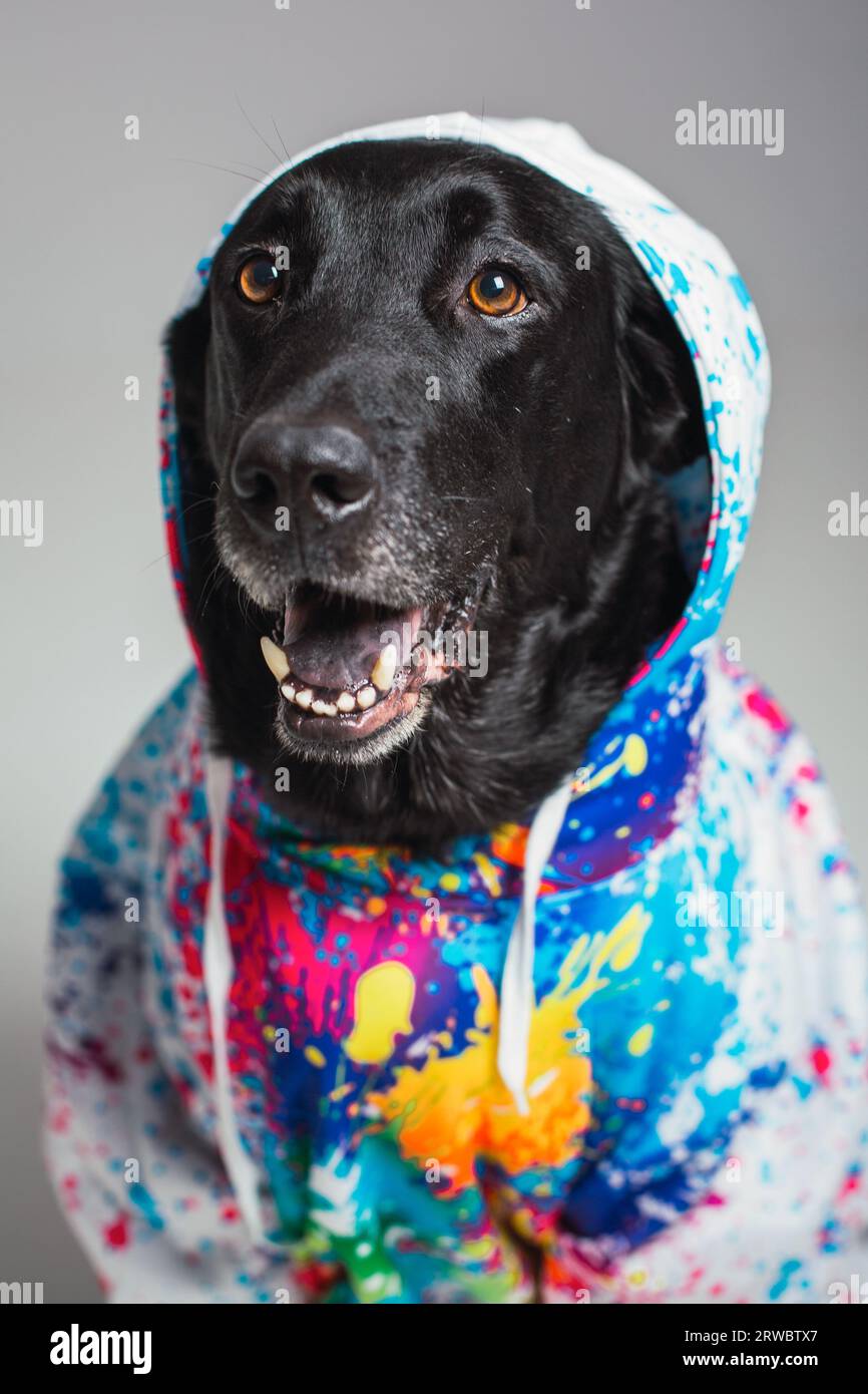 Black Labrador Retriever indossa abiti colorati con cappuccio su sfondo grigio che guarda lontano con la bocca aperta Foto Stock