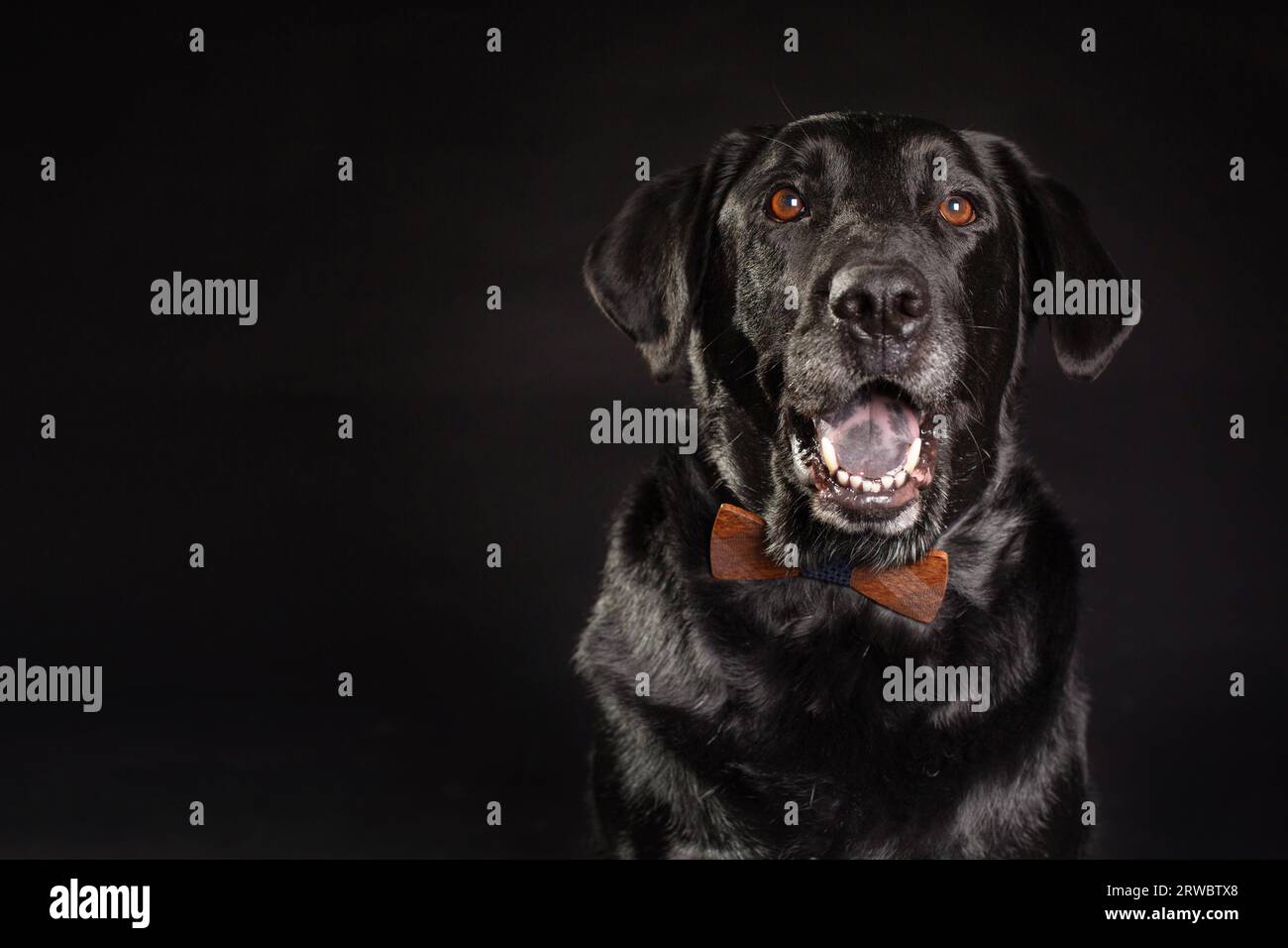 Black Labrador Retriever con bocca aperta, seduto su sfondo nero e in attesa in studio Foto Stock