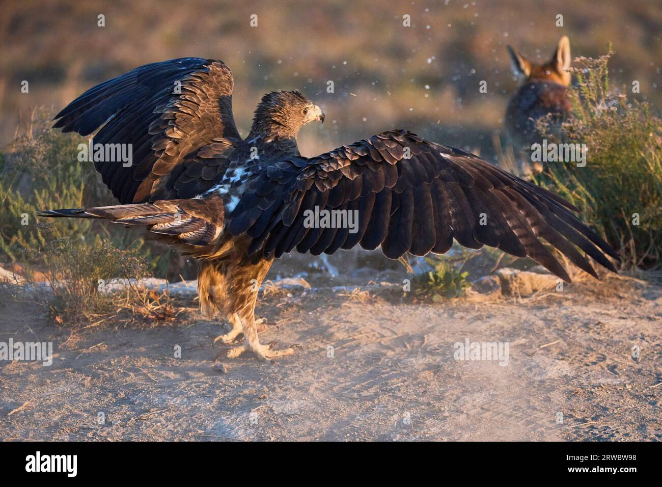 Vista posteriore dell'uccello predatorio dell'Aquila fasciata con lunghe ali che volano vicino a un campo alla luce del giorno dopo un cane su sfondo sfocato Foto Stock