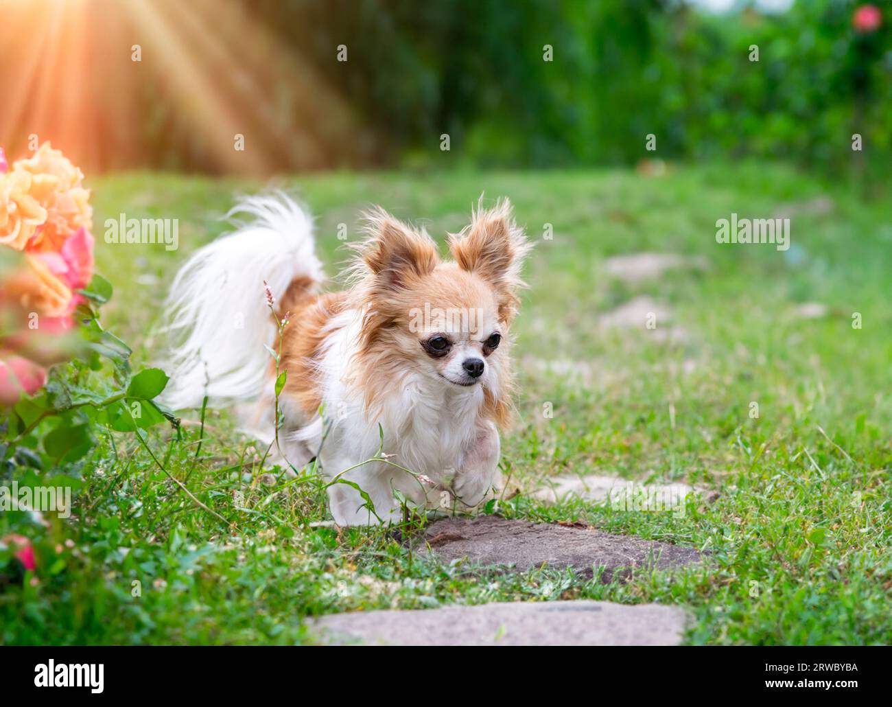 piccolo chihuahua camminando liberamente nella natura Foto Stock