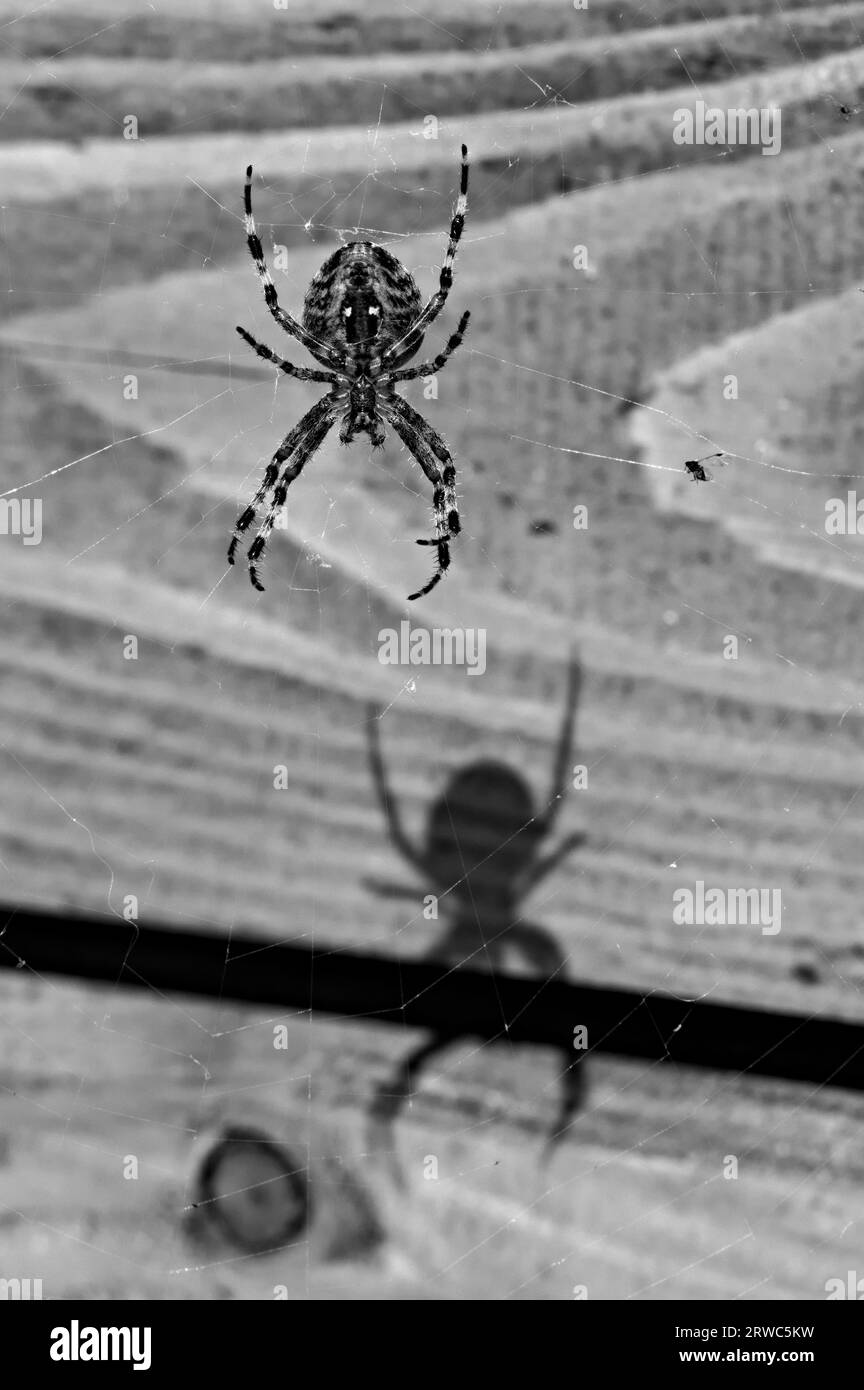 weaver orb gigante da giardino, alias Araneus diadematus, e la sua inquietante ombra. Isolato su sfondo arancione sfocato. Modifica in bianco e nero. Foto Stock