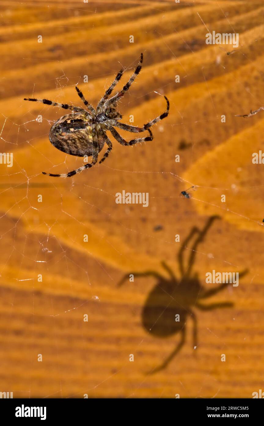 weaver orb gigante da giardino, alias Araneus diadematus, e la sua inquietante ombra. Isolato su sfondo arancione sfocato. Foto Stock