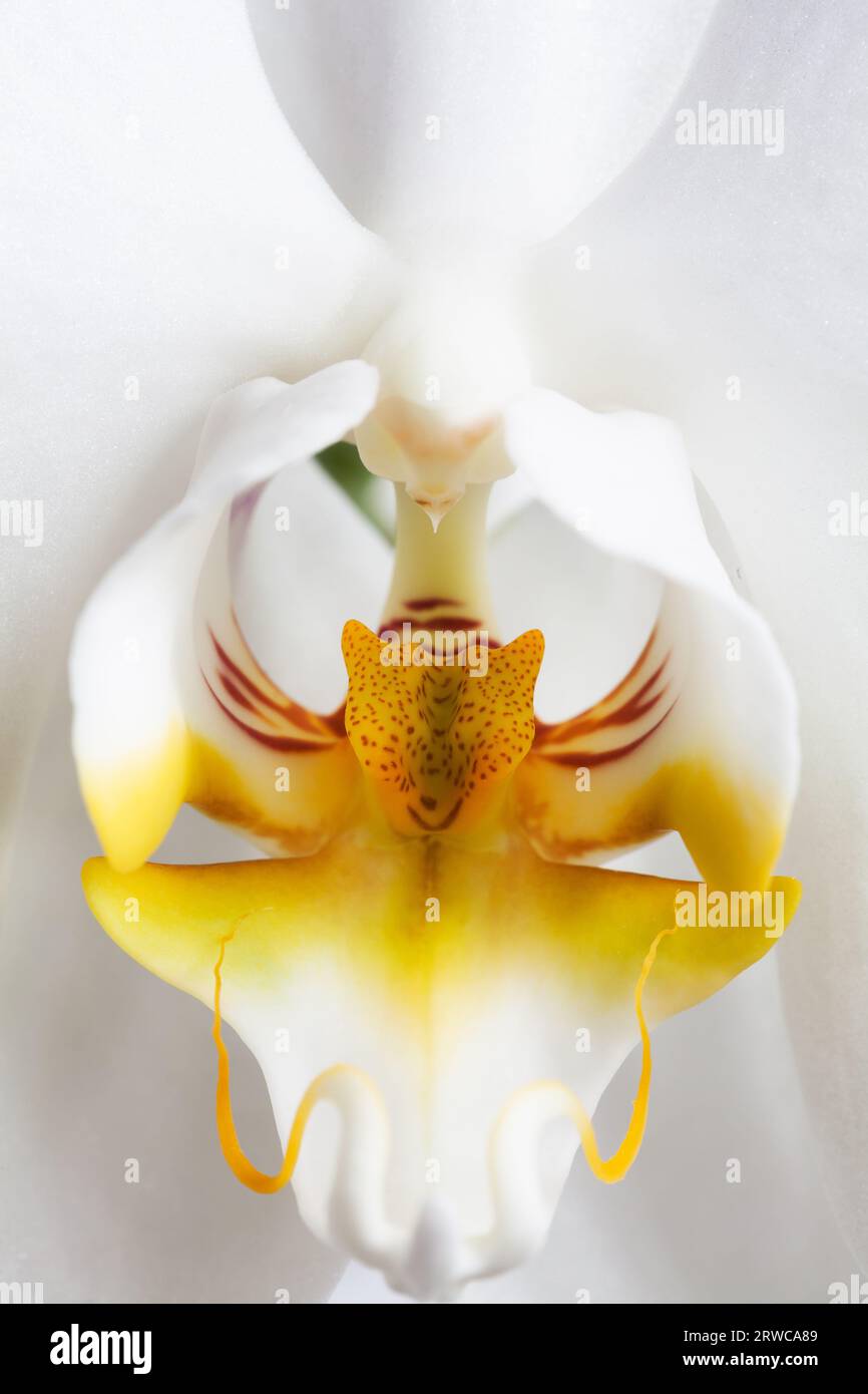 Fiore di orchidea bianca, macro. Foto Stock