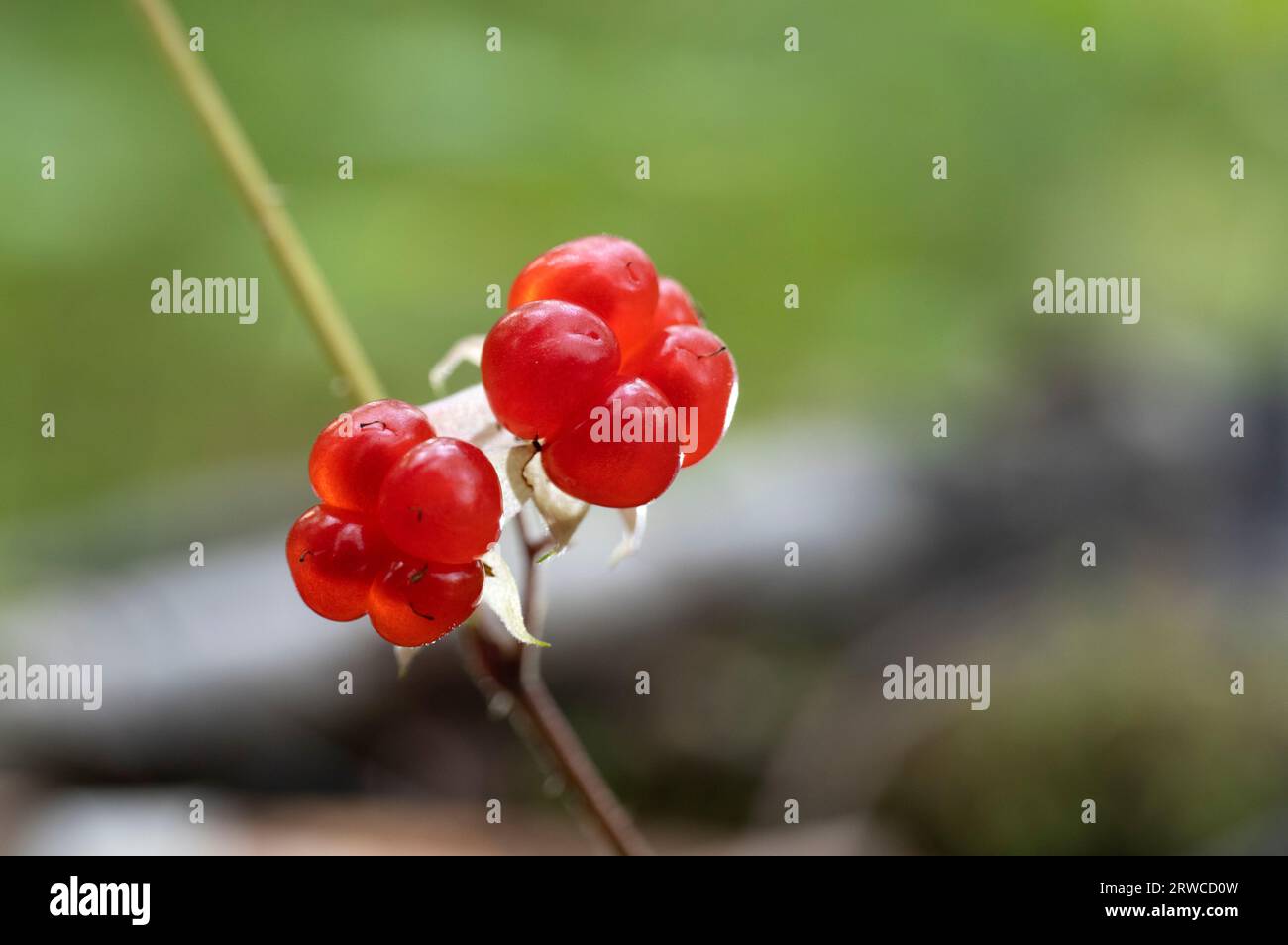 Ciliegie fresche mature sui rami nel giardino estivo. Vista ravvicinata. Foto Stock