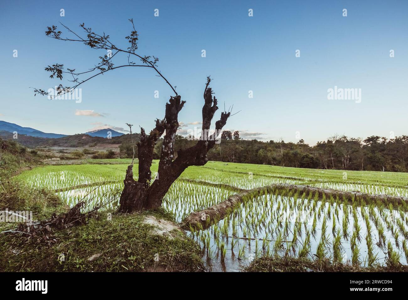 Campo di riso in Myanmar. Acqua Foto Stock