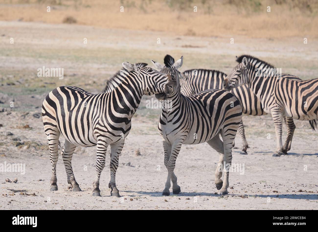 Le zebre delle pianure sono una zebra di medie dimensioni con ampie strisce bianche e nere. Foto Stock