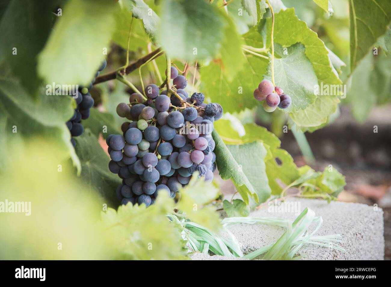 Grappoli di uva sulla vite al momento della vendemmia, Portogallo, Douro, Vila Real, Alijo. Fase di maturazione. Primo piano Foto Stock