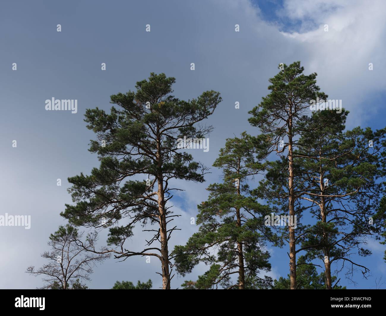Una fotografia delle tettoie di pino sotto il cielo nuvoloso Foto Stock