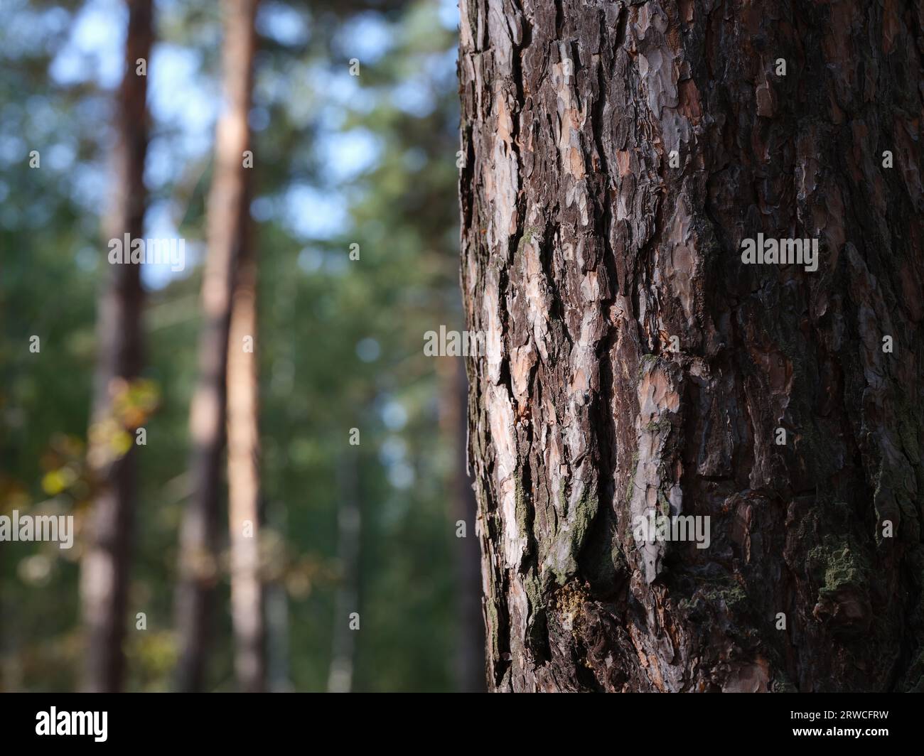 Un primo piano della corteccia di un pino in una foresta. Foto Stock