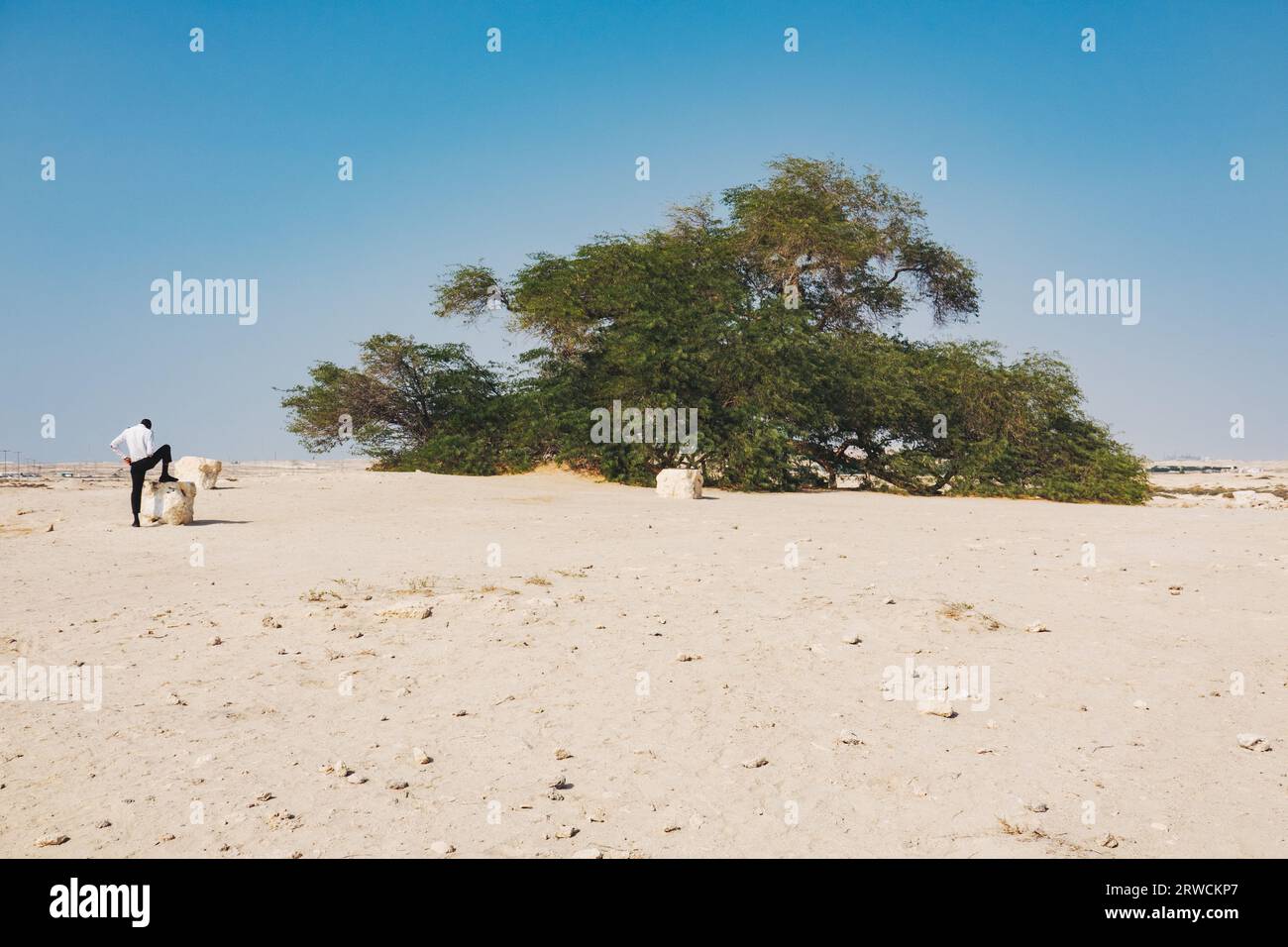 L'albero della vita, un ghaf di 400 anni nel deserto del Bahrain. Non è chiaro come sopravviva nel clima arido; è oggetto di molte leggende Foto Stock