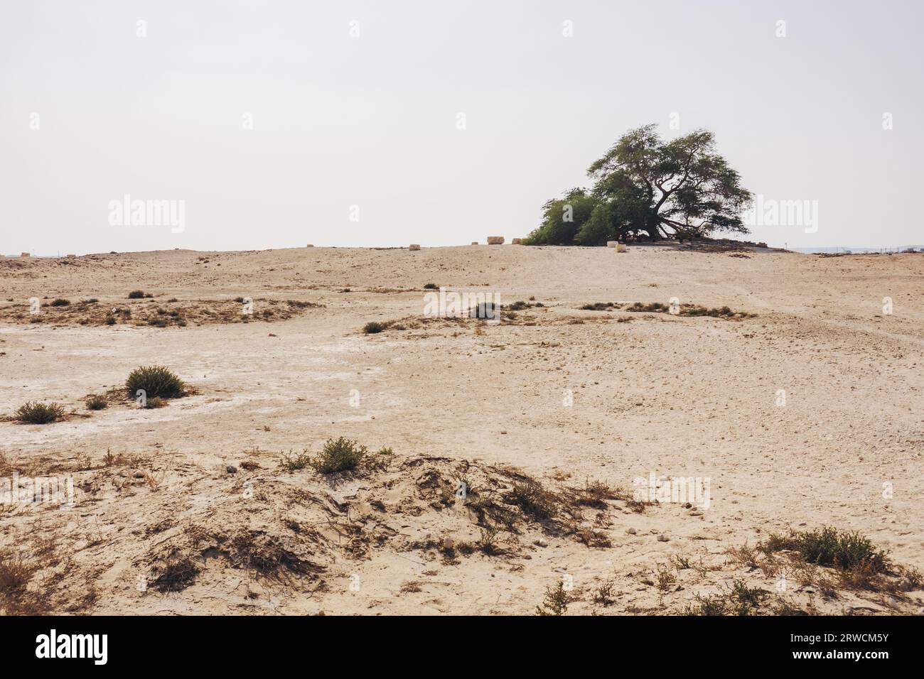 L'albero della vita, un ghaf di 400 anni nel deserto del Bahrain. Non è chiaro come sopravviva nel clima arido; è oggetto di molte leggende Foto Stock