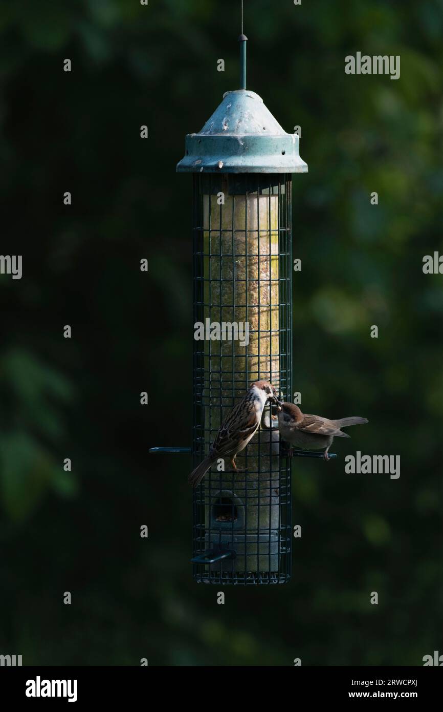 Un passero adulto (Passer Montanus) che dà da mangiare ai suoi giovani arroccati su un alimentatore di semi per uccelli da giardino Foto Stock