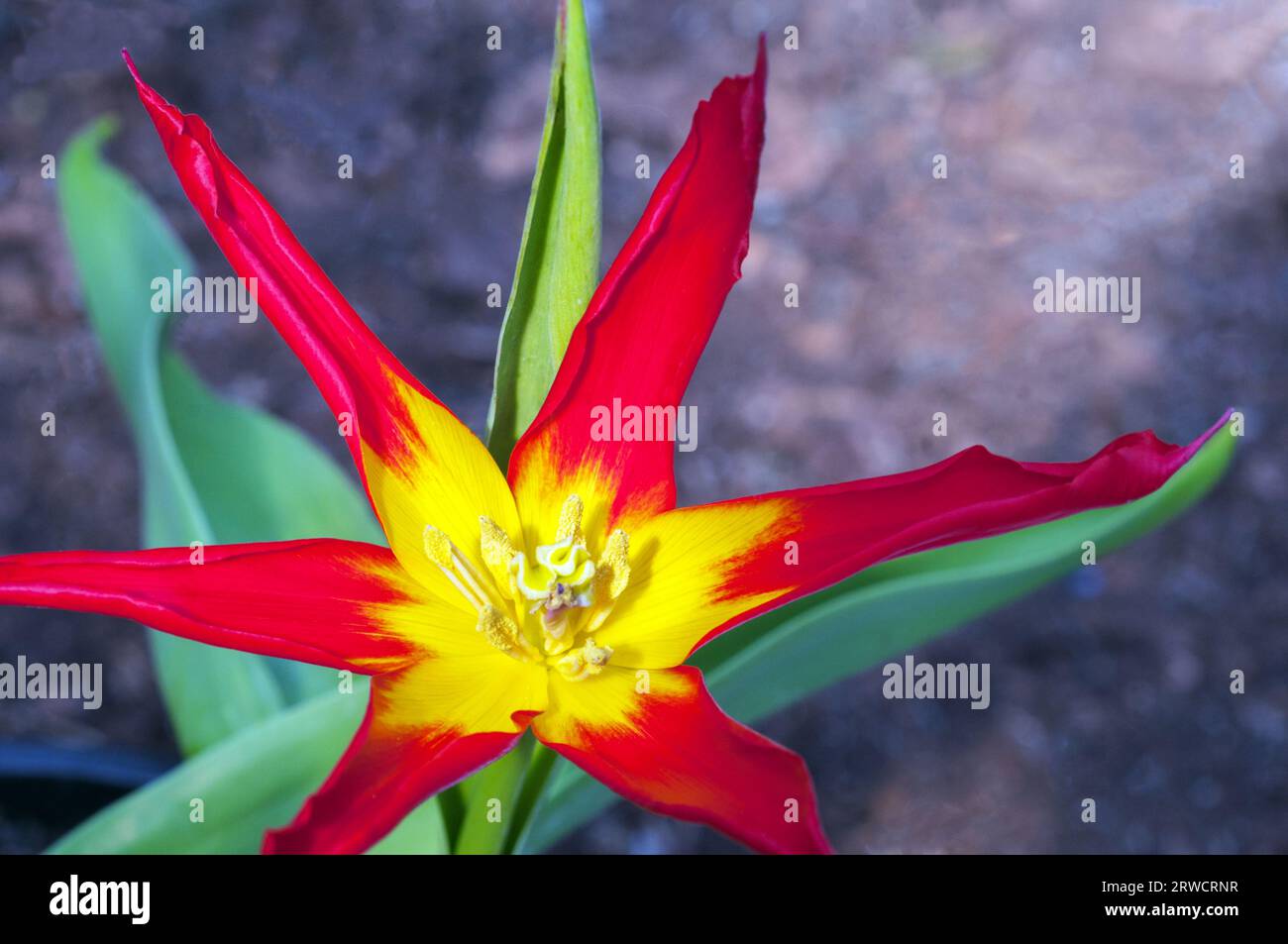 Primo piano di Tulip Go Red o Jokers Hat Tulip i fiori insoliti sono rossi con centro giallo e appartengono al gruppo di tulipani fioriti da Giglio Divisione 6 Foto Stock