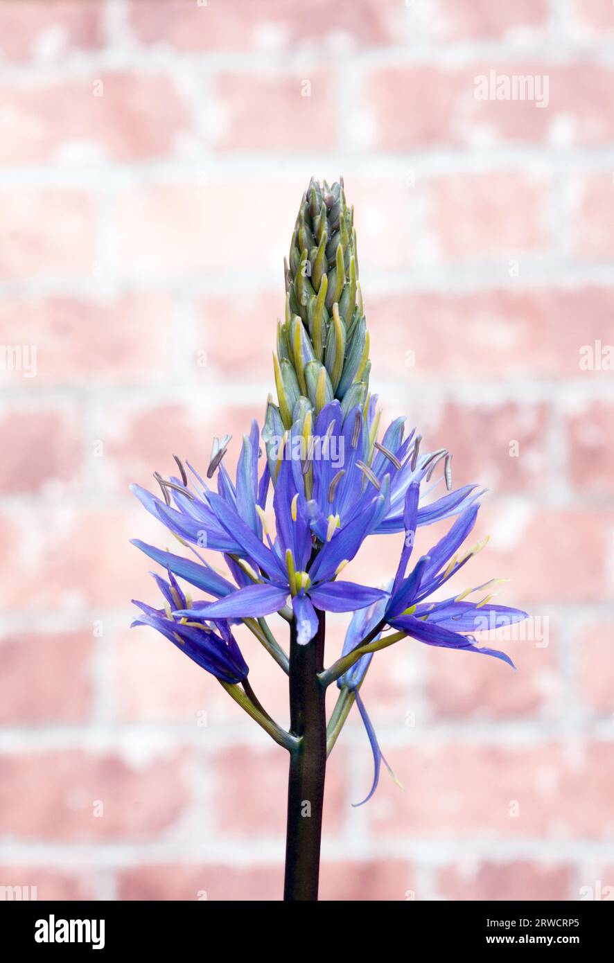 Camassia leichtlinii caerulea Danubio blu con testa di fiore che si rompe in fiore chiamato anche Giacinto selvatico, un confine perenne resistente o pianta da letto Foto Stock