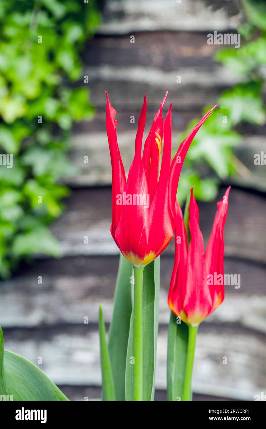 Fiori chiusi di tulipani Go Go Red o Jokers Hat i fiori di tulipani sono rossi con centro giallo e appartengono al gruppo di tulipani fioriti da Giglio Divisione 6 Foto Stock