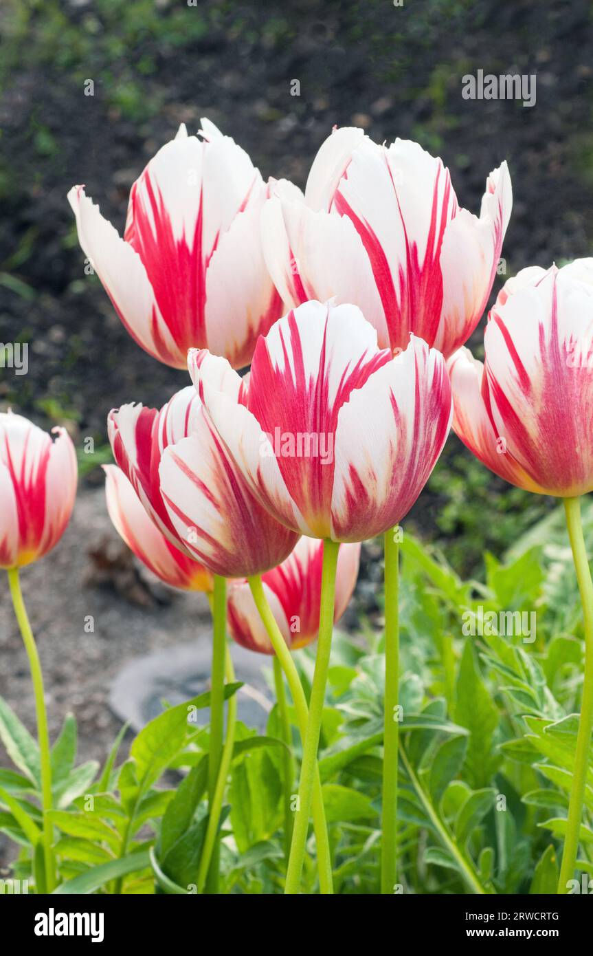 Primo piano di tulipa Carnaval de Rio. Un singolo tulipano bianco e rosso a fiore tardivo appartenente al gruppo di tulipani della Triumph Division 3 Foto Stock