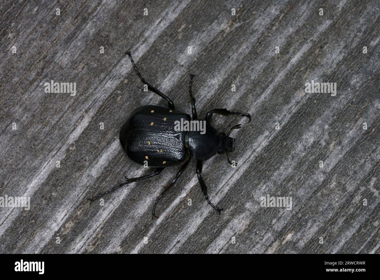 Gnorimus variabilis famiglia Scarabaeidae genere Gnorimus Chafer variabile scarabeo scarabeo scarabeo natura selvaggia fotografia di insetti, foto, carta da parati Foto Stock