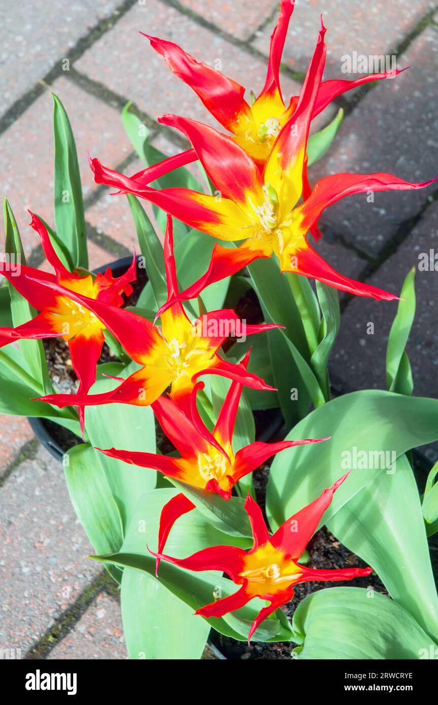 Primo piano di Tulip Go Red o Jokers Hat Tulip i fiori insoliti sono rossi con centro giallo e appartengono al gruppo di tulipani fioriti da Giglio Divisione 6 Foto Stock