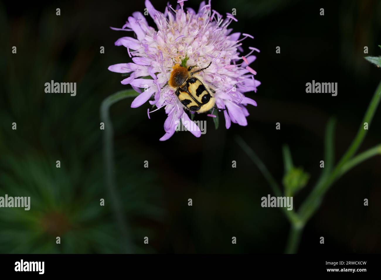 Trichius fasciatus famiglia Scarabaeidae genere Trichius Eurasian bee Beetle-bug natura selvaggia fotografia di insetti, foto, carta da parati Foto Stock