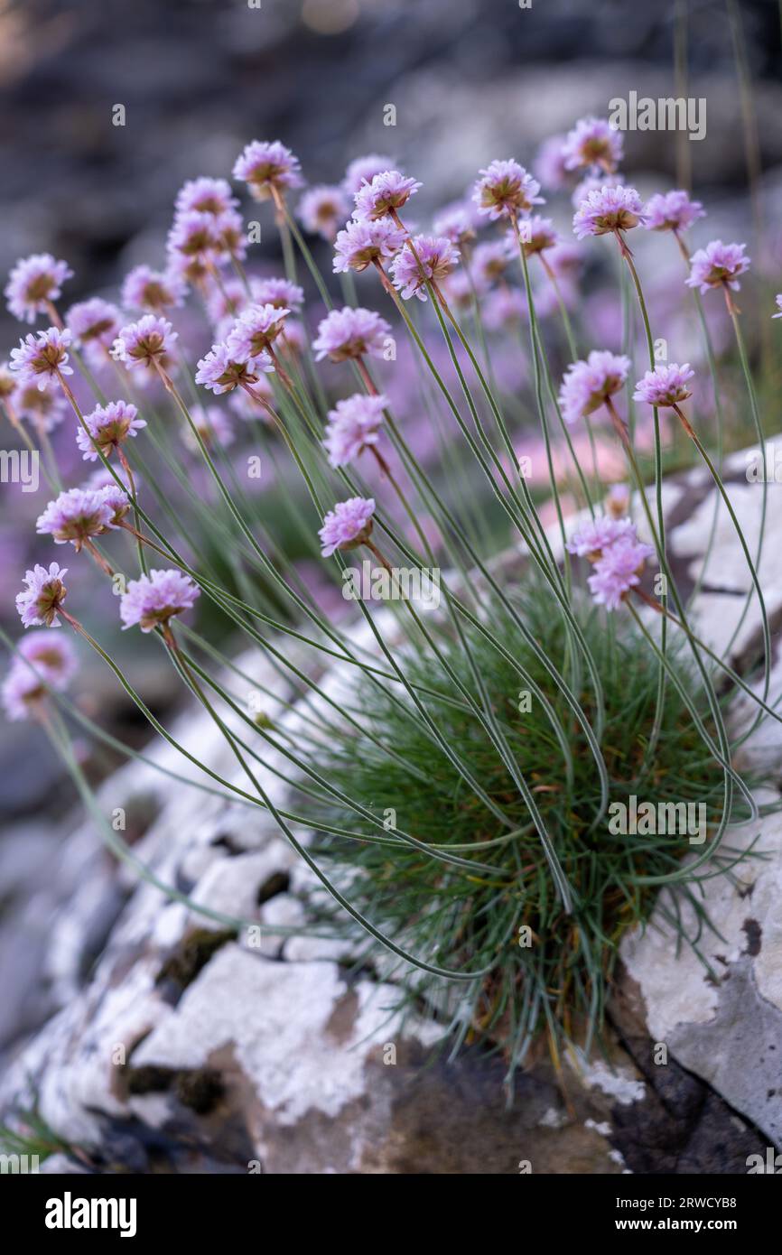 Costa di Solway vicino a Kirkudbright, Dumfries e Galloway, Scozia Foto Stock