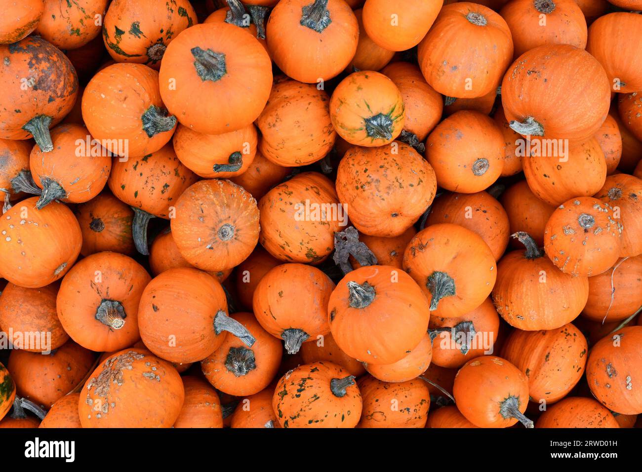 Molte zucche arancioni "Baby Bear" di Halloween Foto Stock