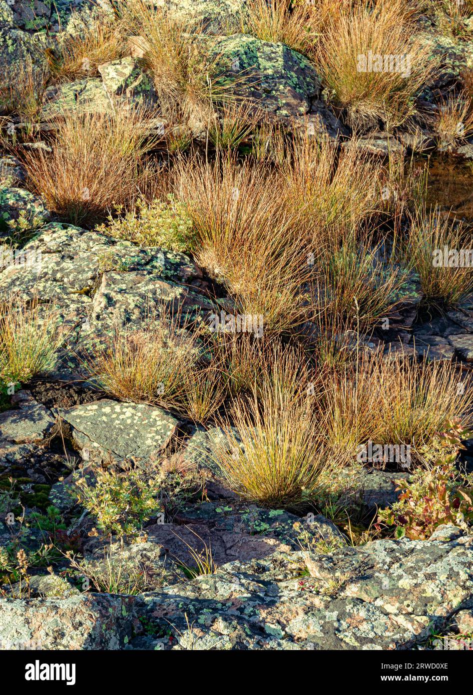 Grasses and Lichen copre gran parte della roccia su un promontorio sopra Crystal Cove nel Tetteguche State Park, nella contea di Cook, Minnesota Foto Stock