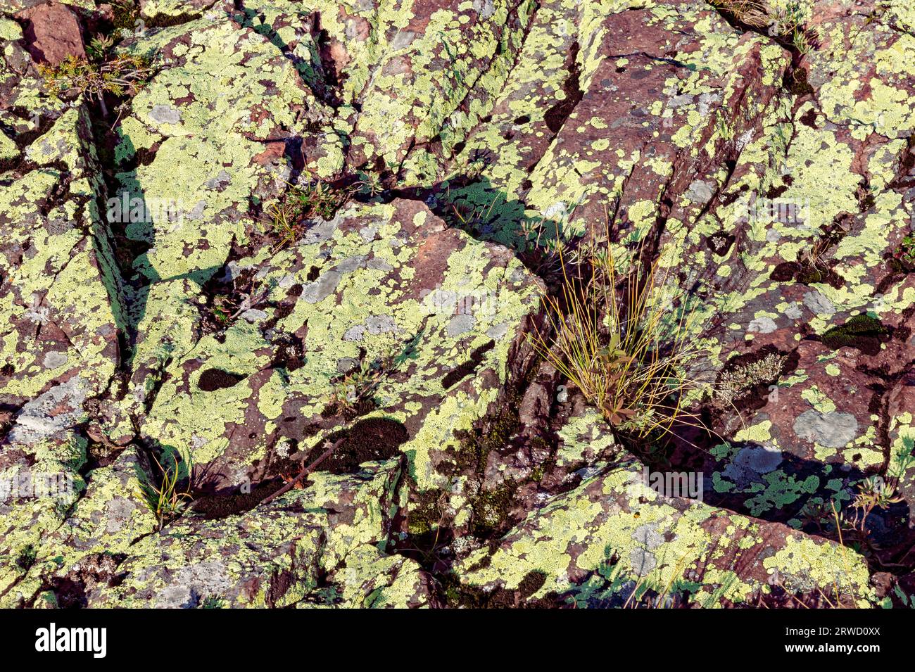 Il lichen copre gran parte della roccia su un promontorio sopra Crystal Cove nel Tetteguche State Park, nella contea di Cook, Minnesota Foto Stock