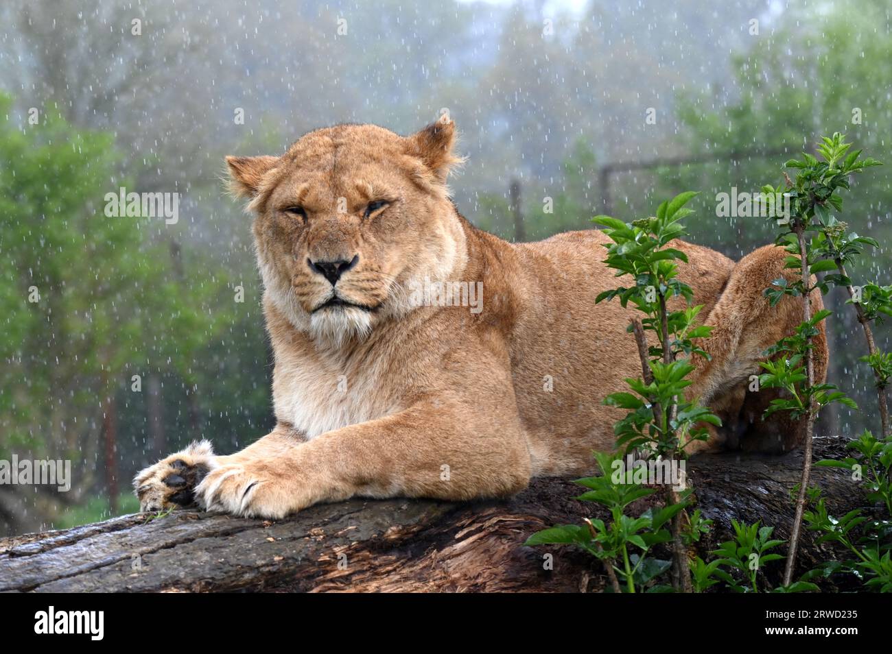 Un leone sotto la pioggia a Longleat vicino a Warminster, nel sud dell'Inghilterra Foto Stock