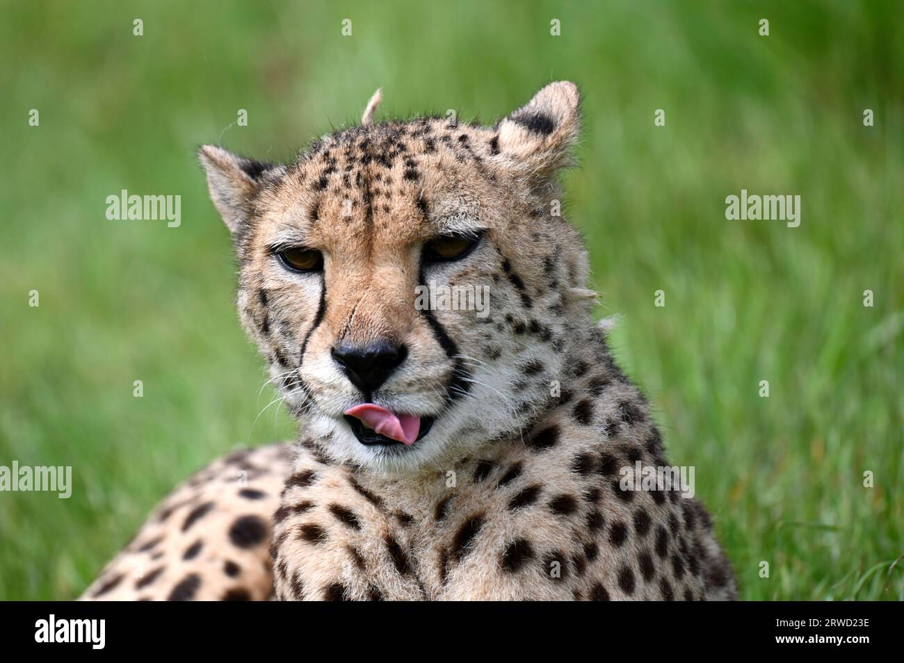 Un ghepardo lecca le labbra a Longleat vicino a Warminster, nel sud dell'Inghilterra Foto Stock