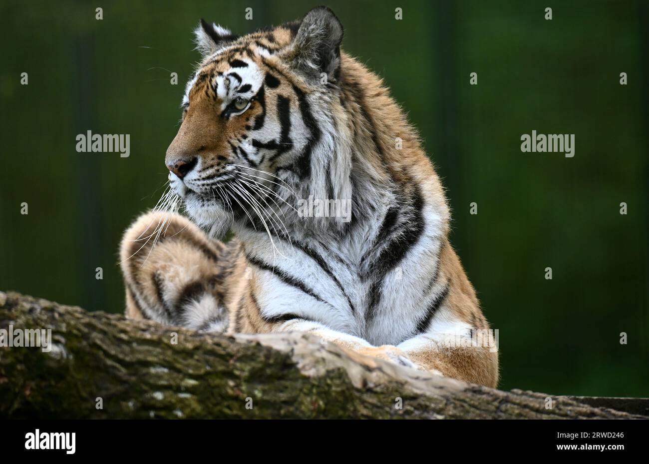 Una tigre tiene d'occhio Longleat vicino a Warminster, nel sud dell'Inghilterra Foto Stock