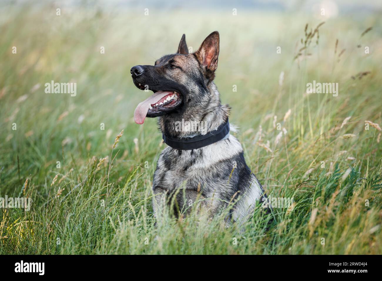 Cane pastore tedesco seduto in erba. Ritratto di cane di razza pura all'aperto Foto Stock