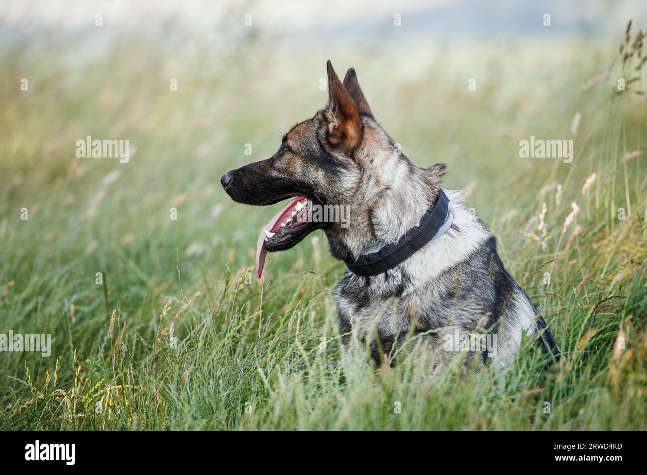 Cane pastore tedesco seduto in erba. Ritratto di cane di razza pura all'aperto Foto Stock