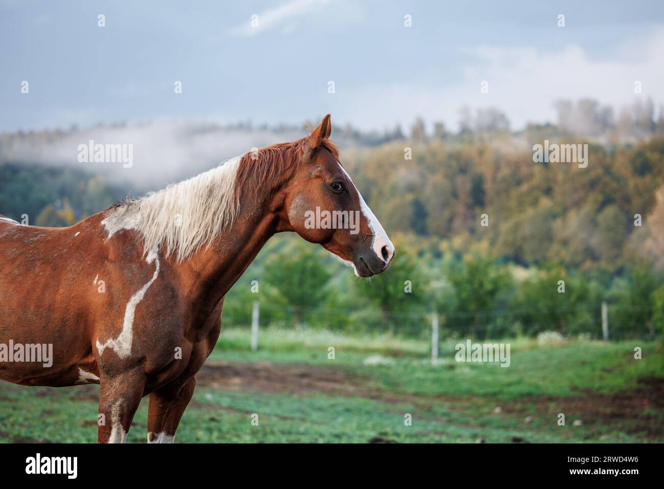 Cavallo marrone al ranch. Scena rurale con animali domestici Foto Stock