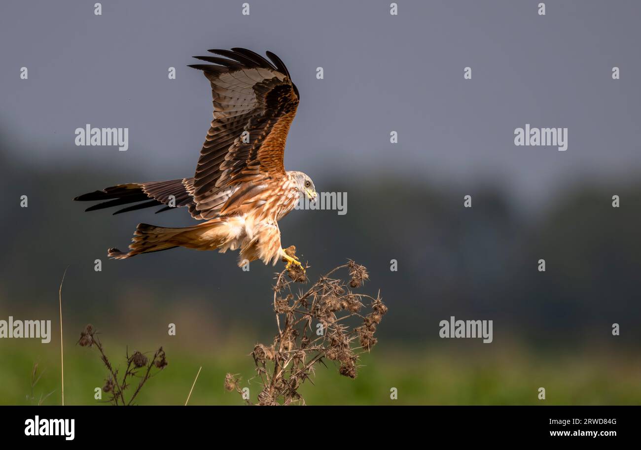 Red Kite Milvus milvus tenta di atterrare su una testa di cardo stringendo un pezzetto di terra, North Norfolk, Regno Unito Foto Stock