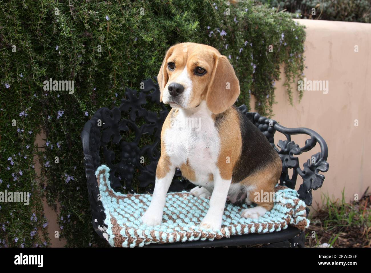 Beagle seduto su una sedia in ferro battuto con imbottitura davanti a una parete con vegetazione Foto Stock