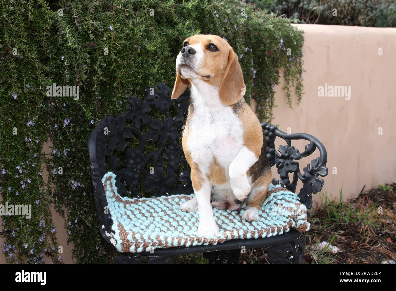 Beagle seduto su una sedia in ferro battuto con imbottitura davanti a una parete con vegetazione Foto Stock