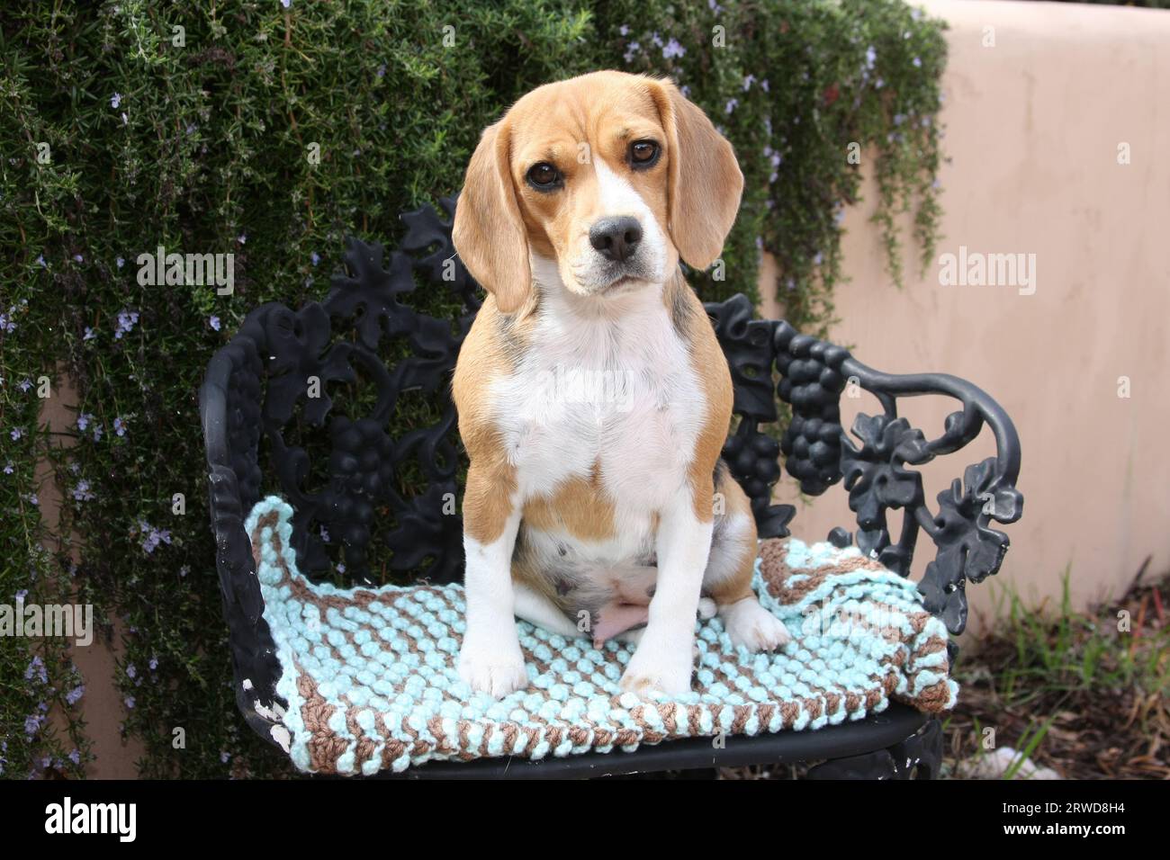Beagle seduto su una sedia in ferro battuto con imbottitura davanti a un muro con vegetazione Foto Stock