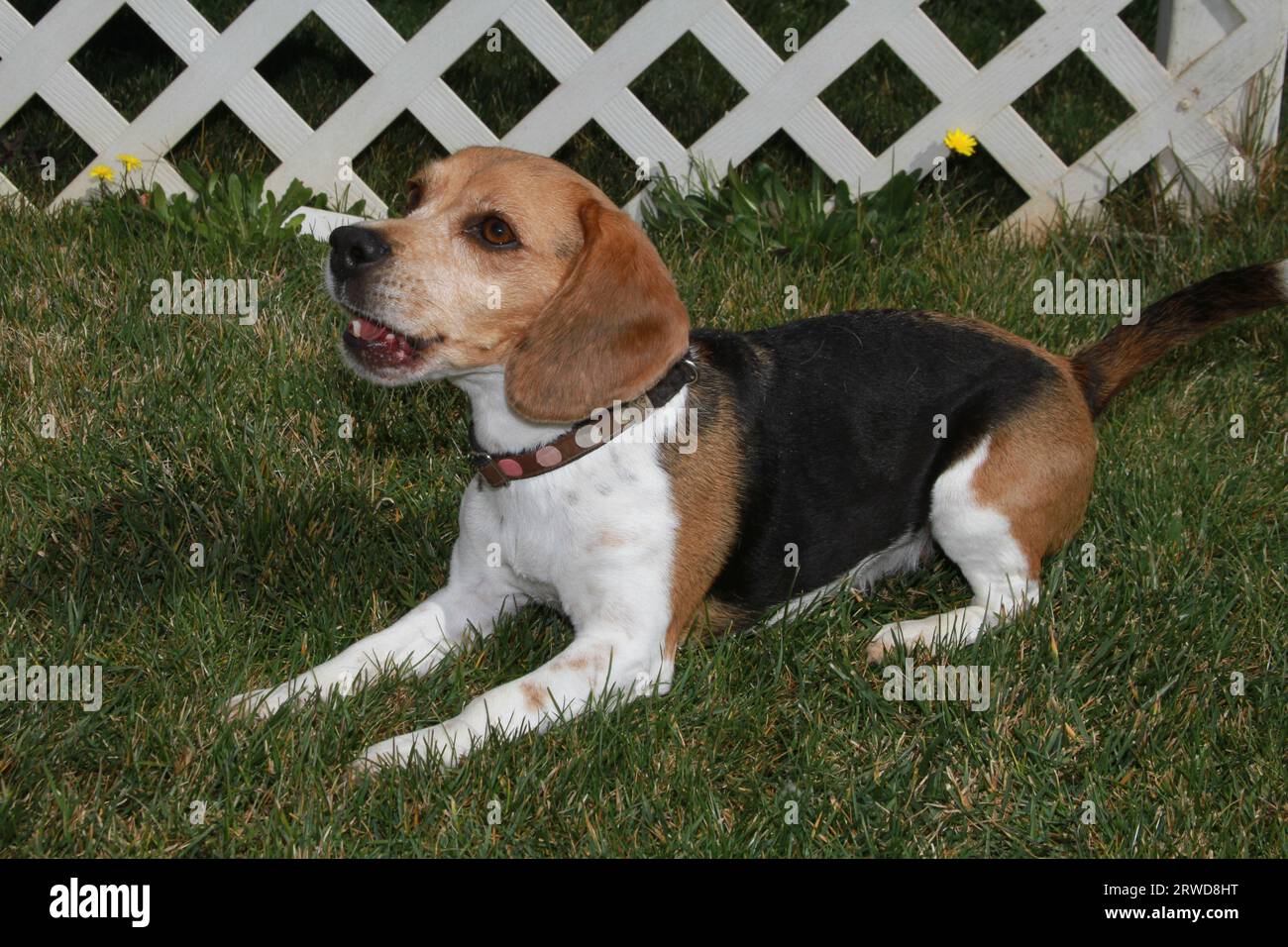 Beagle adagiato sull'erba con recinzione di lath sullo sfondo Foto Stock