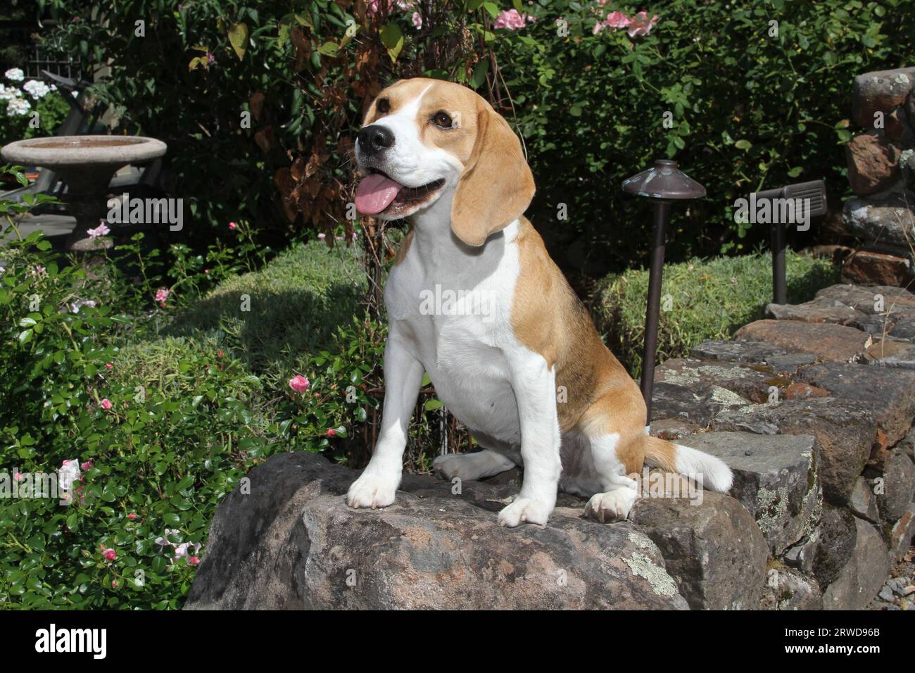 Beagle seduto su un muro di roccia in un giardino. Foto Stock