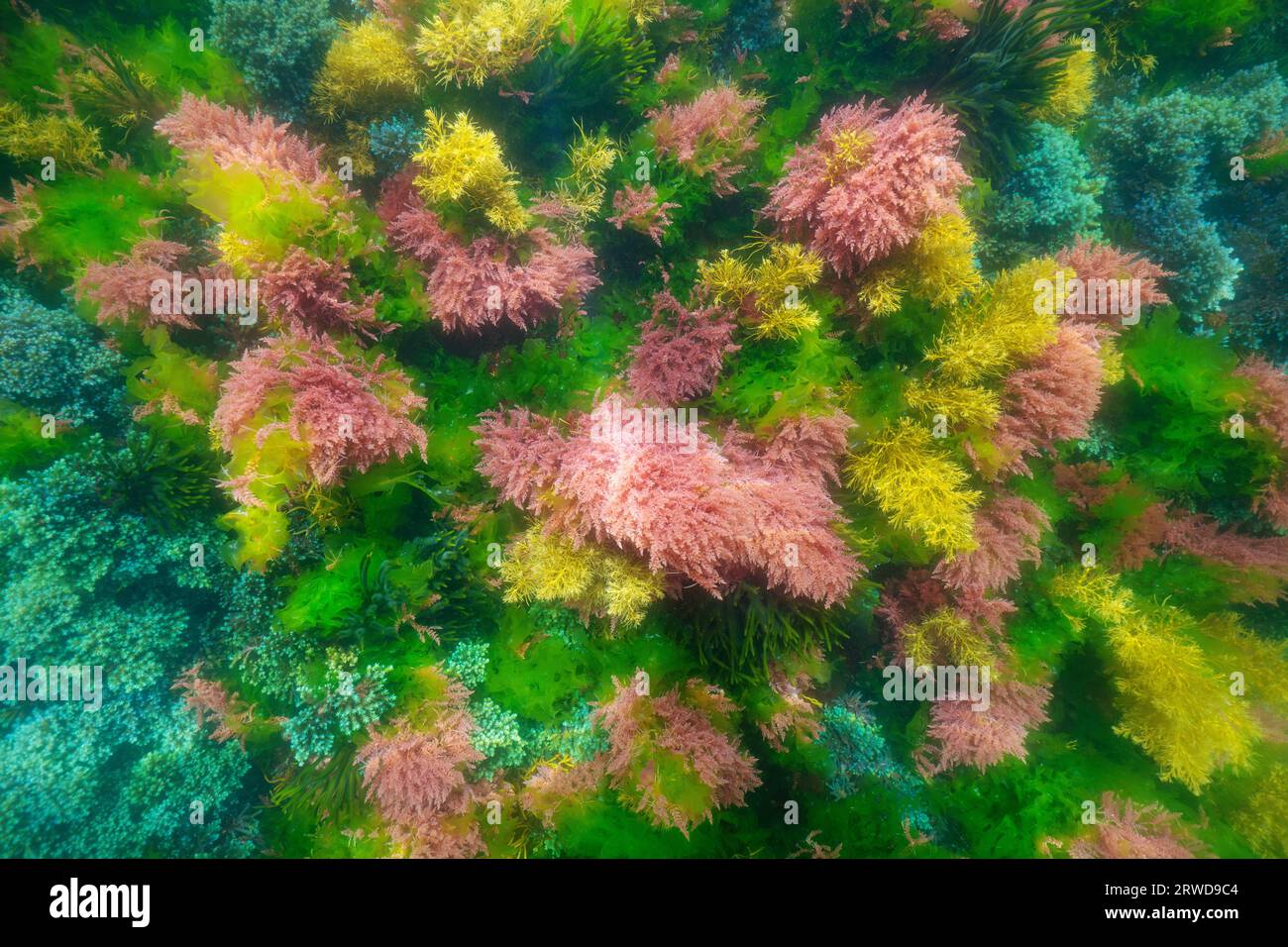 Varie alghe colorate viste dall'alto sott'acqua nell'oceano Atlantico, scenario naturale, Spagna, Galizia, Rias Baixas Foto Stock