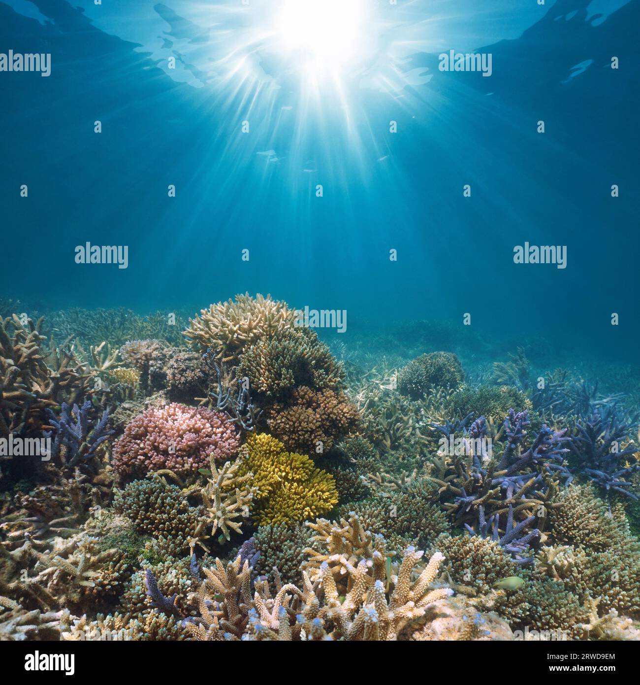 Luce del sole subacquea su una barriera corallina nell'oceano Pacifico, scenario naturale, nuova Caledonia, Oceania Foto Stock