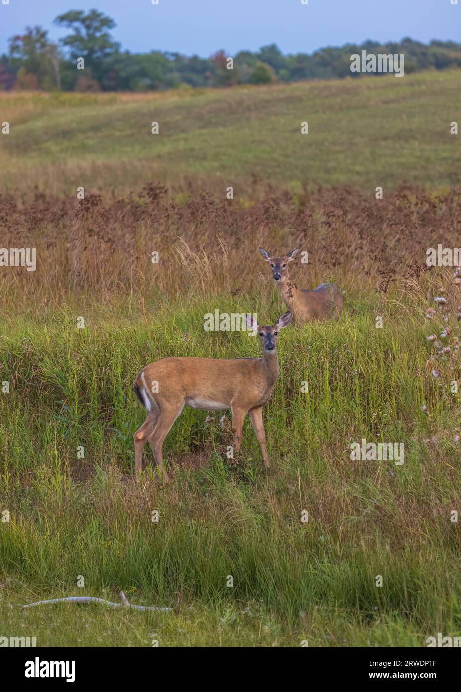 Due bidoni dalla coda bianca in un campo nel nord del Wisconsin. Foto Stock