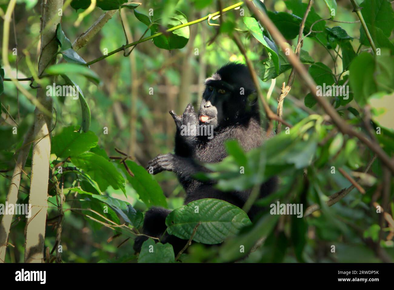 Un macaco crestato (Macaca nigra) mangia un frutto, poichè è seduto su un albero nella foresta di Tangkoko, Sulawesi settentrionale, Indonesia. Il cambiamento climatico e le malattie sono minacce emergenti per i primati, mentre il macaco crestato appartiene al 10% delle specie di primati che sono altamente vulnerabili alla siccità, secondo i primatologi. Un recente rapporto ha rivelato che la temperatura sta effettivamente aumentando nella foresta di Tangkoko e che l'abbondanza complessiva di frutta è diminuita. Macaca nigra è considerata una specie chiave nel loro habitat, un'importante "specie ombrello" per la conservazione della biodiversità. Foto Stock