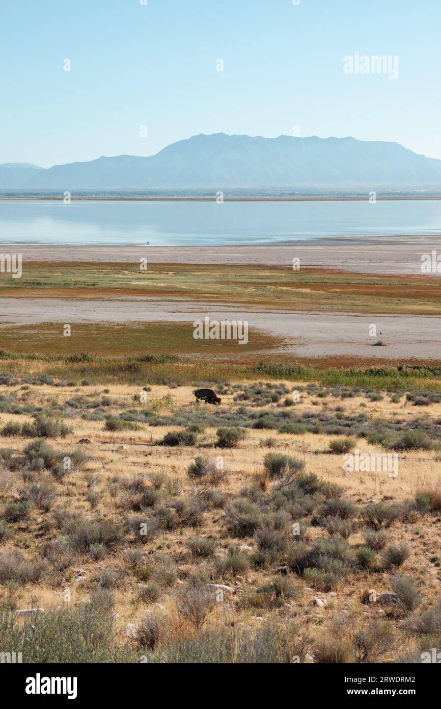 Un bisonte i, la prateria di erba gialla dell'Antelope Island State Park, nel Great Salt Lake, Utah. Foto Stock Un bisonte i, la prateria di erba gialla dell'Antelope Island State Park, nel Great Salt Lake, Utah. Foto Stock