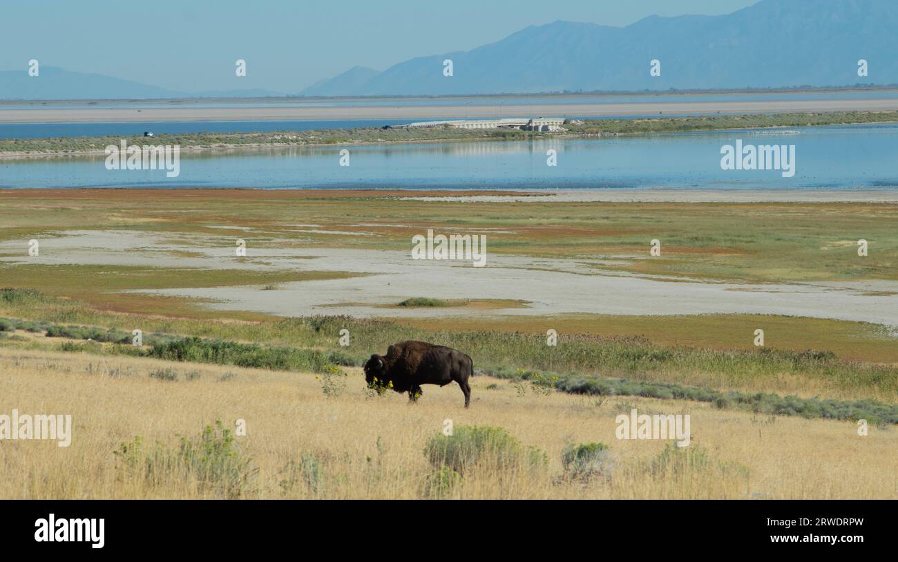 Un bisonte i, la prateria di erba gialla dell'Antelope Island State Park, nel Great Salt Lake, Utah. Foto Stock Un bisonte i, la prateria di erba gialla dell'Antelope Island State Park, nel Great Salt Lake, Utah. Foto Stock